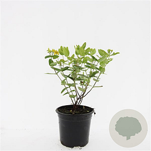 Hypericum i. Magical Sunshine GM C1.3