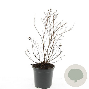 Potentilla f. 'Maanelys' GM C1.3