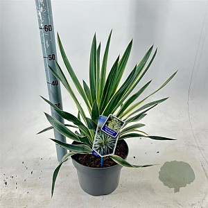 Yucca filamentosa 'Variegata' 40-50 cm 5,0L