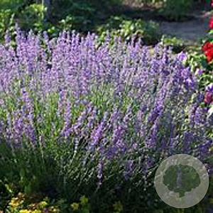 Lavandula ang. Havanna Dark GM 2,0L