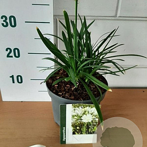 Agapanthus Pitchoune White GM C3