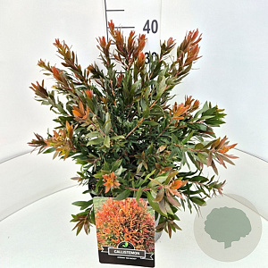 Callistemon 'Red Rocket' 35-40 cm 10L