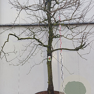 Prunus d. 'Victoria' 25-30 cm draadkluit karakter