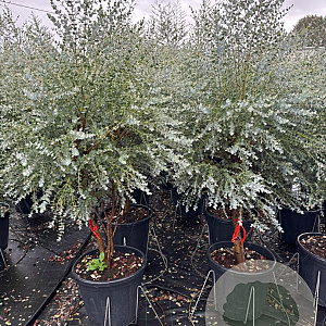 Eucalyptus gunnii Azura 160-180 cm 25L