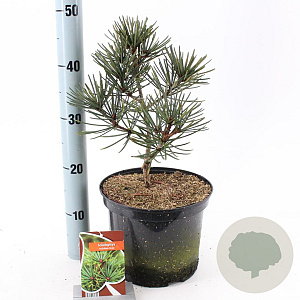 Sciadopitys vert. 'Picola' 25-30 cm 5,0L