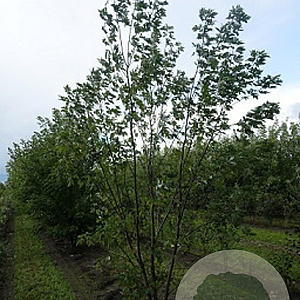 Acer s. 'Pyramidale' 10-12 HO container