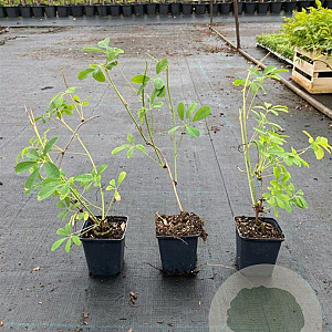 Akebia quinata 'Cream Form' 30-40 cm P9 ongebonden