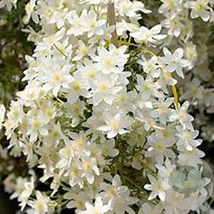 Clematis 'Early Sensation' 80 cm 2,0L