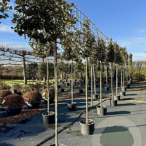 Elaeagnus ebb. 'Compacta' 8-10 HO container 180 cm stam lei 150x150