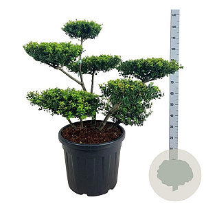 Ilex crenata 'Green Hedge' 80-100 cm cont. 55L bonsai