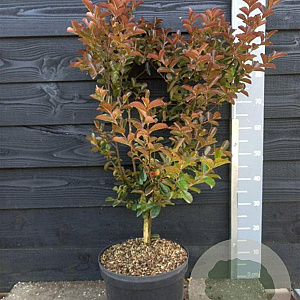 Lagerstroemia 'Sioux' 80-100 cm 7,5L