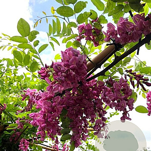 Robinia marg. 'Georgia Da Torino' 175-200 cm 5,0L spil vertakt