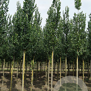 Ulmus 'Columella' 12-14 HO draadkluit 3 X verplant