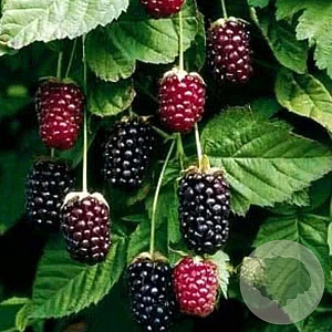 Rubus Boysenberry 150-175 cm vierkant rond 5,5L