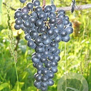 Vitis 'Cabernet Cantor' 150-175 cm vierkant rond 5,5L