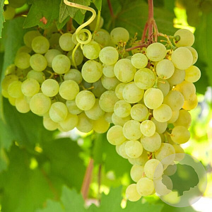 Vitis 'Supaga' 150-175 cm vierkant rond 5,5L