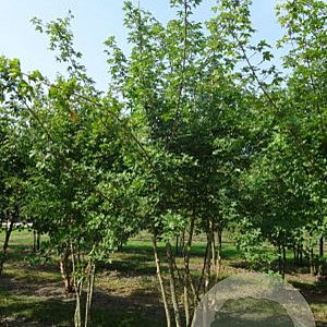 Acer campestre 250-300 cm draadkluit meerstammig 100-150 breed
