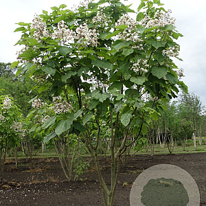 Catalpa bignonioides 250-300 cm draadkluit meerstammig 100-150 breed