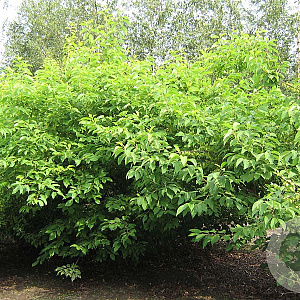 Halesia carolina 200-250 cm draadkluit meerstammig