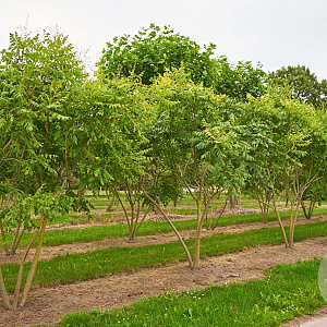 Koelreuteria paniculata 250-300 cm draadkluit meerstammig 100-150 breed