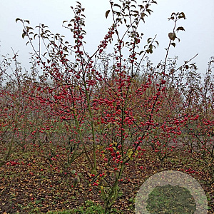 Malus 'Red Sentinel' 175-200 cm draadkluit meerstammig solitair