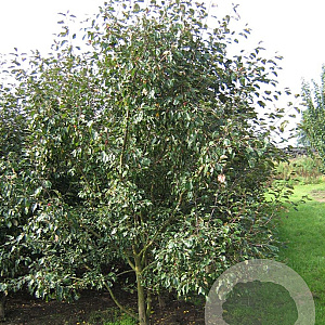 Malus 'Rudolph' 250-300 cm draadkluit meerstammig 100-150 breed