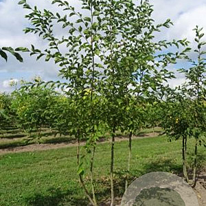 Ostrya carpinifolia 250-300 cm draadkluit meerstammig 100-150 breed