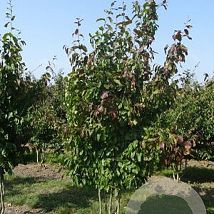 Parrotia persica 'Vanessa' 250-300 cm draadkluit meerstammig 100-150 breed