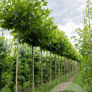 Platanus hisp. 'Alphen's Globe' 14-16 cm draadkluit 225 cm stam 