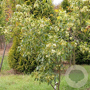 Ptelea trifoliata 'Aurea' 250-300 cm draadkluit meerstammig 100-150 breed