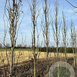 Quercus pal. Green Pillar 14-16 HO draadkluit