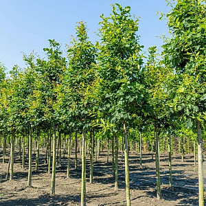 Quercus petraea 12-14 HO draadkluit