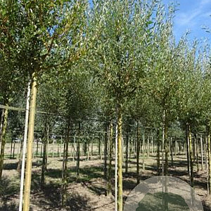 Salix alba 'Chermesina' 20-25 HO draadkluit 225 cm stam geknot