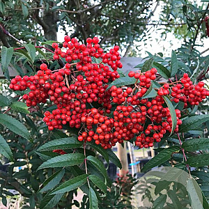 Sorbus commixta 'Carmencita' 175-200 cm draadkluit meerstammig solitair