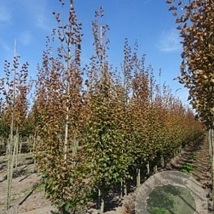 Tilia cordata 'Greenspire' 10-12 cm draadkluit geveerd