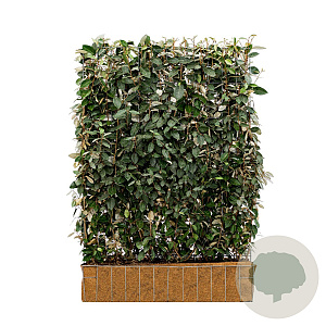 Elaeagnus ebbingei 120x155 Mobilane kant en klaar haag