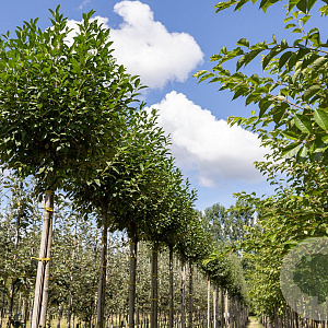 Prunus eminens 'Umbraculifera' 14-16 cm draadkluit 225 cm stam 