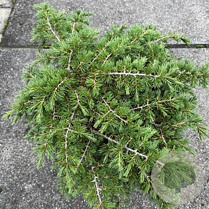 Cedrus l. 'Dino' 50-60 cm 30L