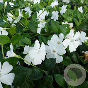 Vinca minor 'Alba' GM  P11
