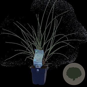 Ammophila arenaria GM  P11