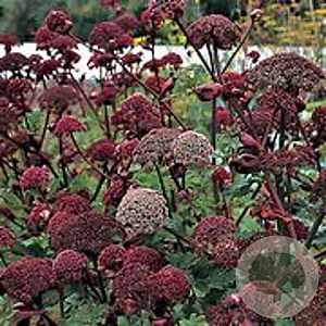 Angelica gigas GM  P11