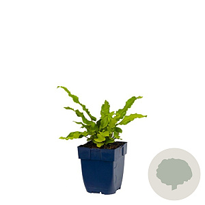 Asplenium scolopendrium GM  P11