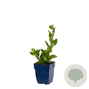 Aster ageratoides 'Asran' GM  P11