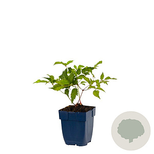 Astilbe (J) 'Deutschland' GM  P11