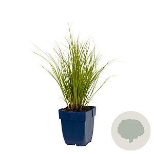 Carex 'Phoenix Green' GM  P11