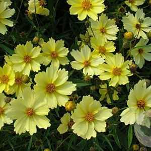 Coreopsis 'Full Moon' GM P11