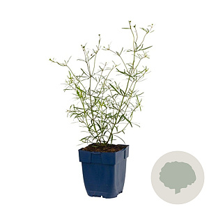 Coreopsis vert. 'Moonbeam' GM  P11