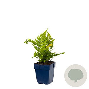 Dryopteris erythrosora GM  P11
