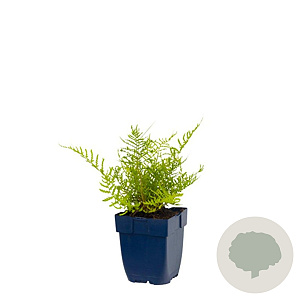 Dryopteris f.-m. 'Lin. Polydactyla' GM  P11