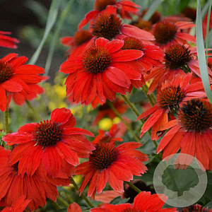 Echinacea Sombrero Salsa Red GM  P11